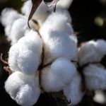 Cotton Prices Surge to Highest Level in a Decade