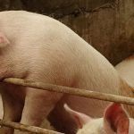 How to Tame China’s Wild Pork Price Cycle