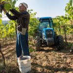 Robots Take Over Italy’s Vineyards Amid Worker Shortages