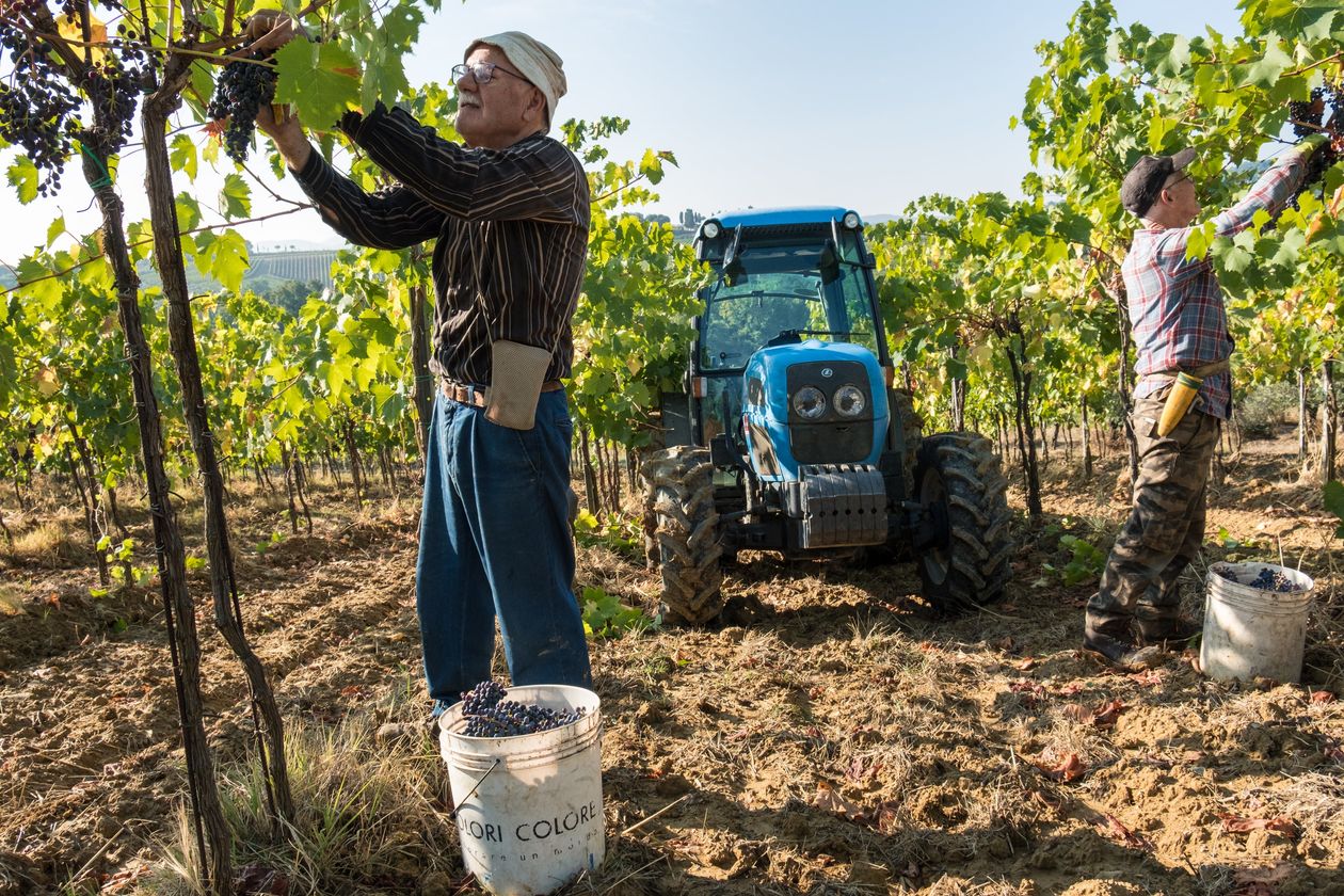 Robots Take Over Italy’s Vineyards Amid Worker Shortages