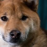 Shiba Inu Can Bite Its Owners