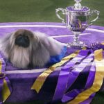 Virus postpones Westminster Kennel Club’s annual dog show