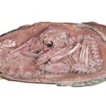 Well-Preserved Embryo Found Inside Fossilized Dinosaur Egg