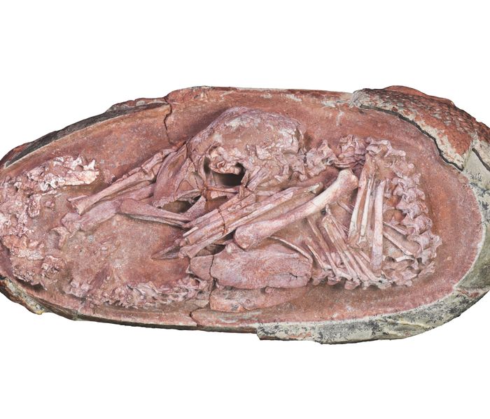 Well-Preserved Embryo Found Inside Fossilized Dinosaur Egg