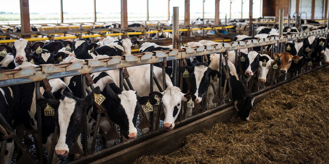 U.S. Prevails Over Canada in Dairy Dispute Under New Trade Deal