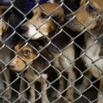 NIH experiment injected beagle puppies with cocaine in search of addiction treatment, documents show