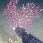 Finding New Drugs From the Deep Sea via ‘eDNA’