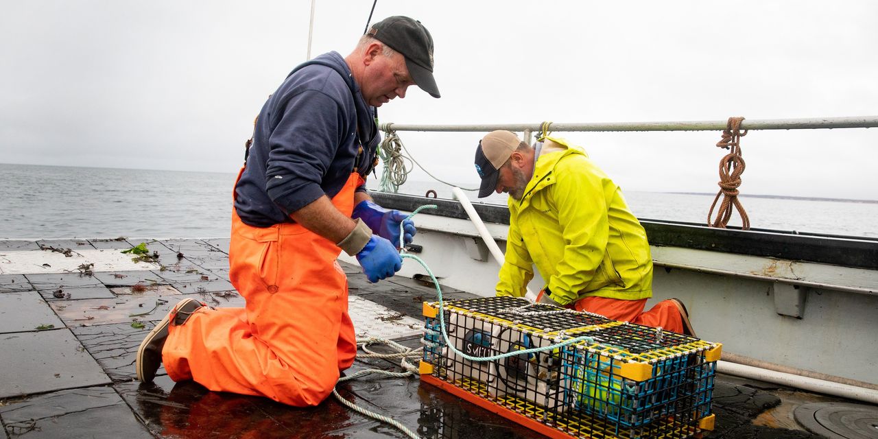 Endangered Whales Get Lifeline From High-Tech Lobster Traps