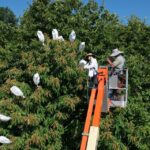 Technology Puts American Chestnut Trees on the Comeback Trail