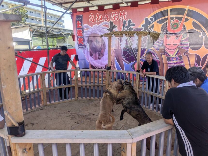 Inside the Hidden World of Dog Fighting: Detective Masaji’s Investigation Exposes a Shadow Industry